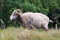 The Gotland sheep