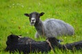 Gotland Sheep with Lambs