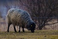 GOTLAND SHEEP - nordic breed of sheep known for curly grey wool