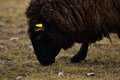 GOTLAND SHEEP - nordic breed of sheep known for curly grey wool