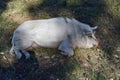 Gottingen mini pig pig is lying on the ground