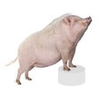 Gottingen minipig in front of a white background Royalty Free Stock Photo