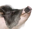 Gottingen minipig in front of a white background Royalty Free Stock Photo