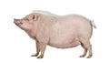 Gottingen minipig in front of a white background Royalty Free Stock Photo