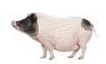 Gottingen minipig in front of a white background Royalty Free Stock Photo