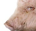 Gottingen minipig in front of a white background Royalty Free Stock Photo