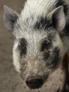 Gottingen minipig Sus scrofa f. domesticus Royalty Free Stock Photo