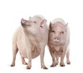 Gottingen minipigs in front of a white background Royalty Free Stock Photo