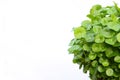 Gotu kola Royalty Free Stock Photo