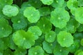 Gotu kola Royalty Free Stock Photo