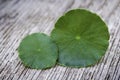 Closeup Gotu Kola leaves  Asiatic pennywort, Indian pennywort, Centella asiatica Royalty Free Stock Photo