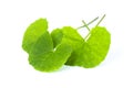 Gotu Kola leaves with water drops Asiatic pennywort, Indian pennywort, Centella asiatica isolated on white