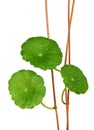 Gotu kola