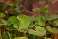 Gotu kola, red mite effect on leaves Royalty Free Stock Photo