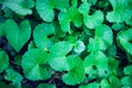 Gotu kola Centella asiatica asian herbal plant