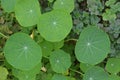 Gotu Kola close up