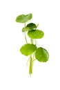 Gotu kola white background in studio Royalty Free Stock Photo