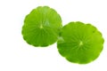 Gotu kola white background in studio Royalty Free Stock Photo