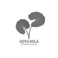 Gotu kola icon logotype. Cica logo vector illustration. Asiatic pennywort isolated on white background. Green centella Royalty Free Stock Photo