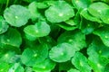 Gotu kola leaves