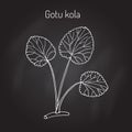 Gotu kola - medicinal plant