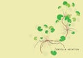 Gotu kola plant or Centella asiatica on light yellow background isolated picture herb product for food alternative