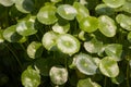 Gotu kola tree