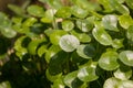 Gotu kola tree