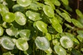 Gotu kola tree