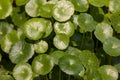 Gotu kola tree