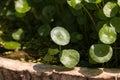 Gotu kola tree