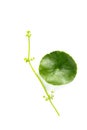 Gotu kola white background in studio Royalty Free Stock Photo