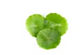 Gotu kola white background in studio Royalty Free Stock Photo