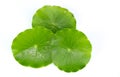 Gotu kola white background in studio Royalty Free Stock Photo