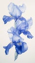 Gouache Art: Four Blue Iris Petals on Clean White Background Royalty Free Stock Photo