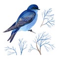 Gouache blue bird and branches. Natural cliparts for art work and wedding design