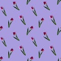 Gouache floral tulip backgraund. Seamless colorful spring pattern. Painted violet tulip plant on lilac backgrounjd. Purple blossom