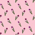 Gouache floral tulip on pink backgraund. Seamless colorful spring pattern. Painted violet tulip plant. Purple blossom