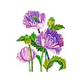 Gouache illustration of stylized purple poppy flowers isolated on white background
