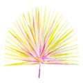 Gouache tropic leaf of palmetto fan. Hand-drawn clipart for art work and weddind design