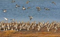 Goudplevier; European Golden Plover; Pluvialis apricaria