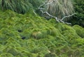 Goughwaterhoen, Gough Island Moorhen, Gallinula comeri