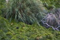 Goughwaterhoen, Gough Island Moorhen, Gallinula comeri