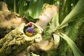 Gould finch bird inside its nest in a tree