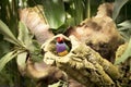 Gould finch bird inside its nest in a tree