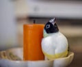 Gould Finch series. Black-headed, with white breasts, female. Landed by a scented candle.