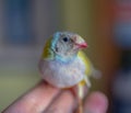 Gould Finch series. Gray-headed, male. Perched on my hand.