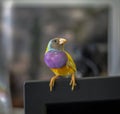 Gould Finch series. Gray-headed, with purple breasts, male. Perched on a monitor.