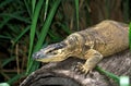 Gould Monitor, varanus gouldi, Adult, Australia Royalty Free Stock Photo