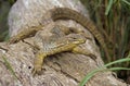 Gould Monitor, varanus gouldi, Adult standing on Branch, Australia Royalty Free Stock Photo